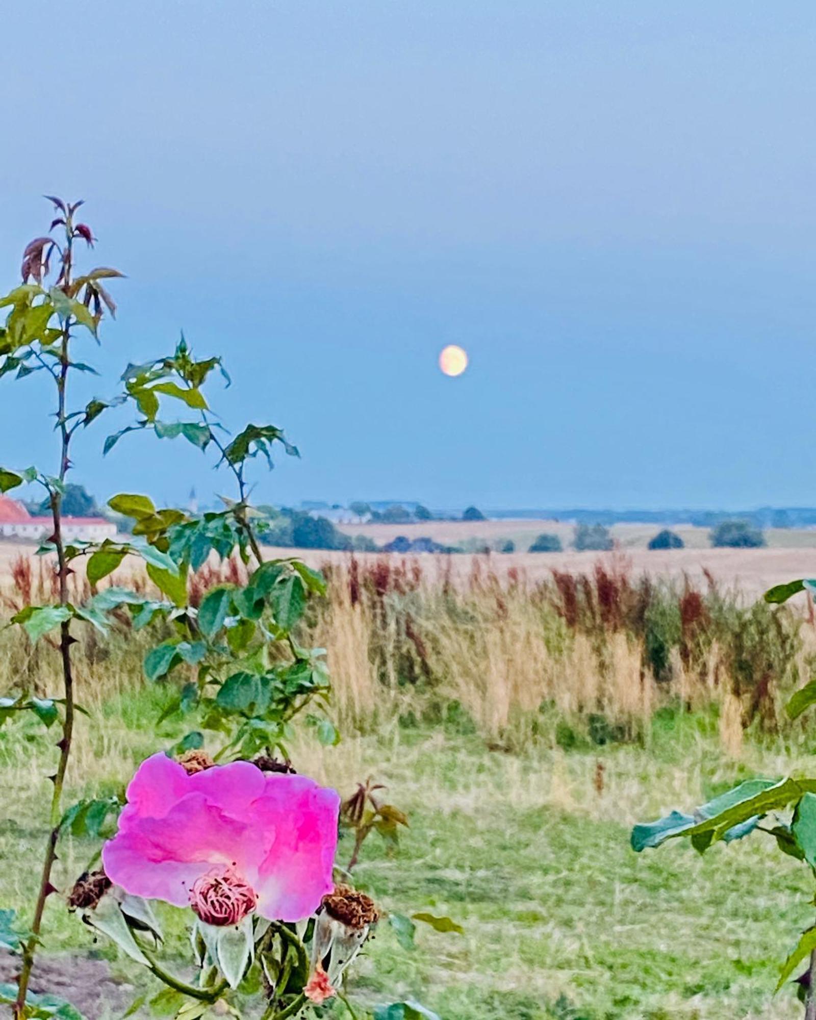 Villa Verde Oesterlen Glemminge Dış mekan fotoğraf